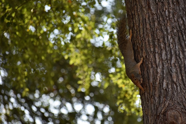 扩张战略 扩张战略